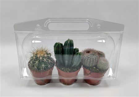 Cactus Mix In Blister