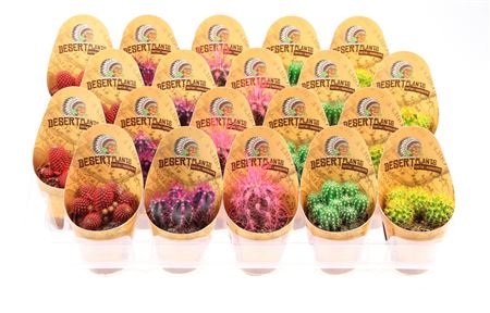 Cactus Mix In Rozenpot