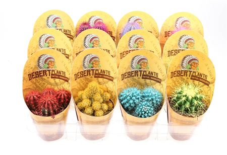 Cactus Rainbow Indian Cover