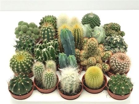 Cactus Mix