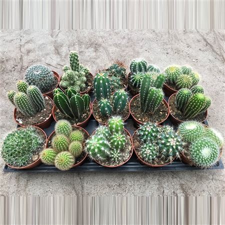 Cactus Mix