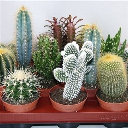 Cactus Mix