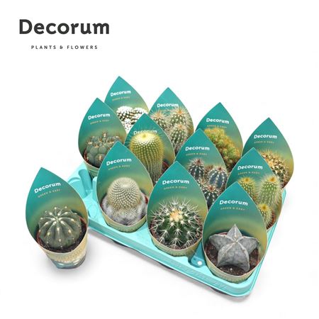 Cactus Mix (12spc.) Potcover (decorum)