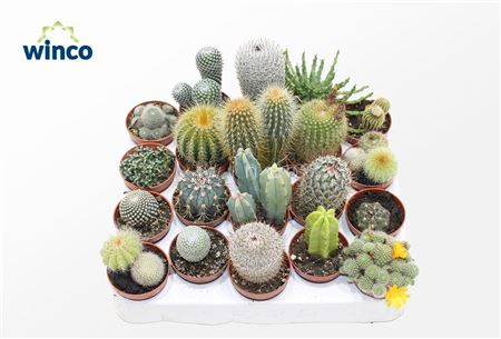 Cactus Mix (20spc.)