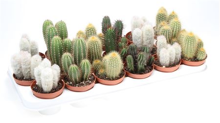 Cactus Zuil Mix