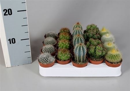 Cactus Mix Luxe On Row