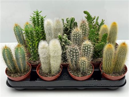 Cactus Mix Pillars