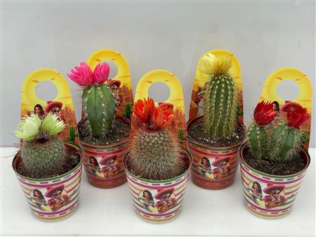 Cactus Dryflowers Mexico Sier Carry Cover