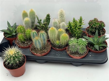 Cactus Mix