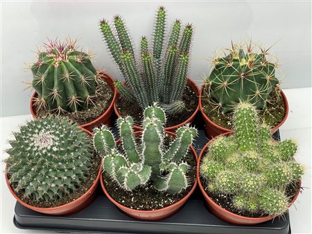 Cactus Mix