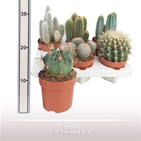 Cactus Mix