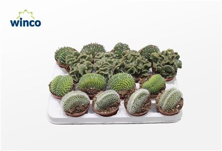 Кактус Кристата (эксклюзивный) Микс