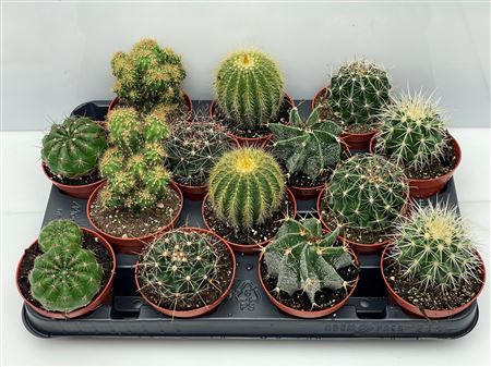Cactus Boll Mix