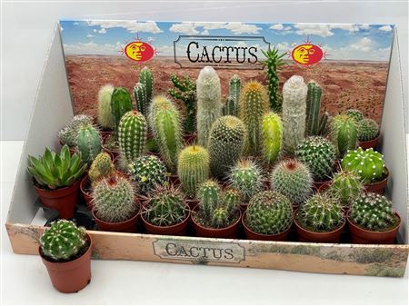 Cactus Mix Showbox