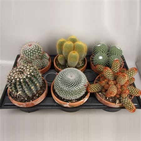 Cactus Bowl