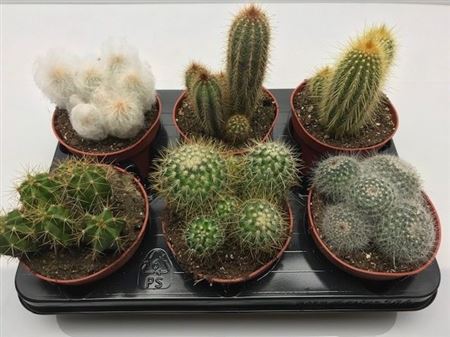 Cactus Mix
