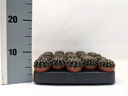 Notocactus Mammulosus