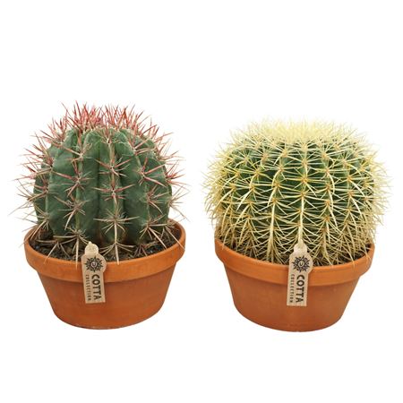 Bolcactus Mix