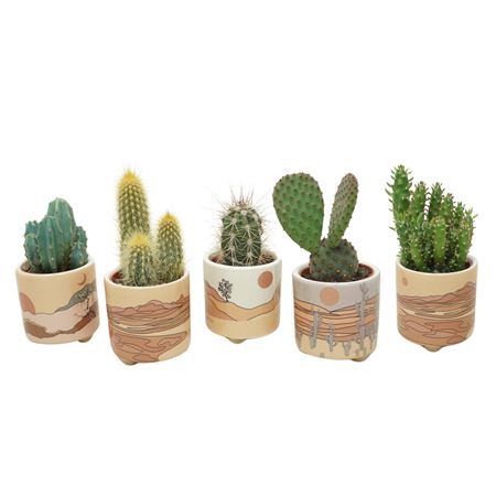 Cactus Mix  Palm Mar