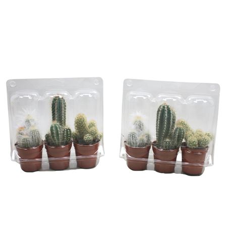 Cactus Mix In Blister 3 Pack