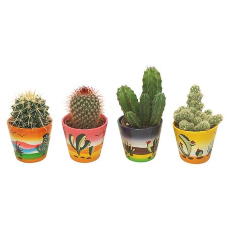 Cactus Mix In Deco