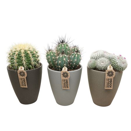 Cactus Mix  Stone Vase