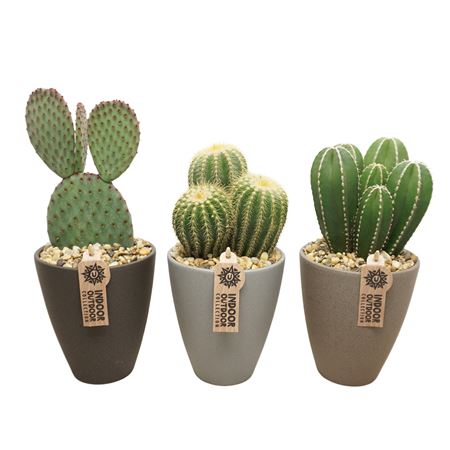 Cactus Mix Grey Pot