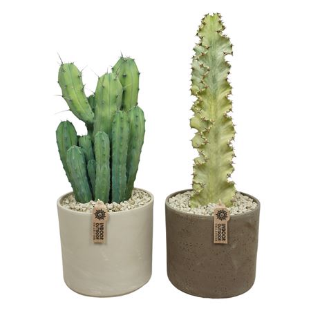 Cactus Mix In Pillar Pot
