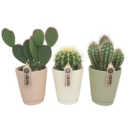 Cactus Mix Terracotta.