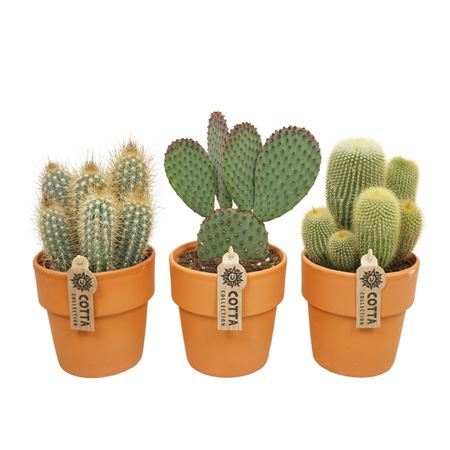 Cactus Mix Terracotta.