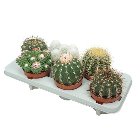 Bolcactus Mix