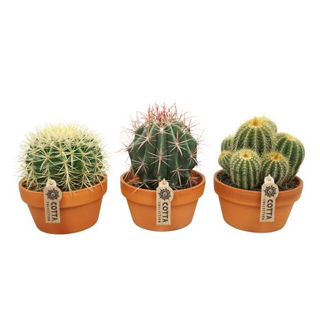 Bolcactus Mix