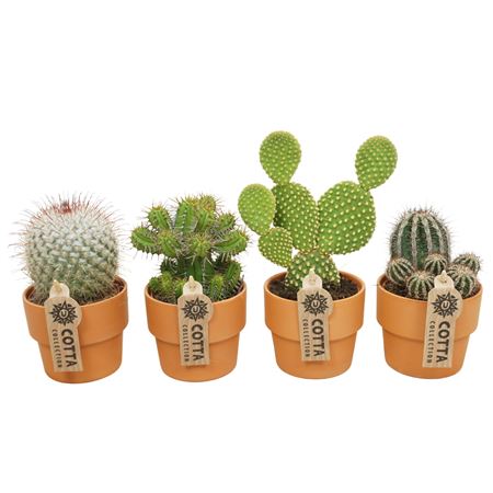 Cactus Mix Terracotta.