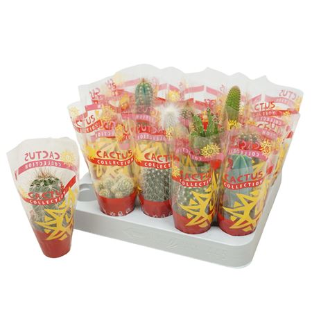 Cactus Mix In Sleeve.
