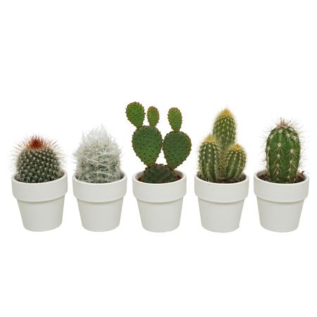Cactus Mix   In Witte Pot