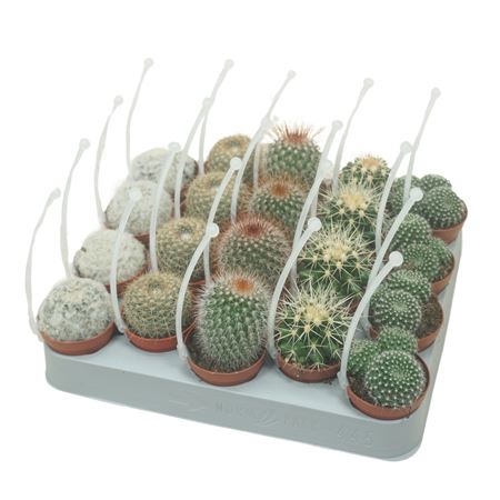 Bolcactus Mix