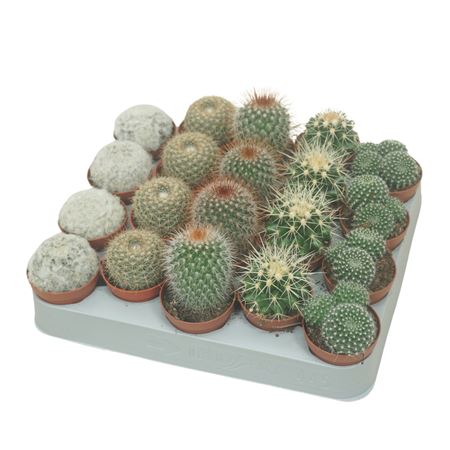Bolcactus Mix