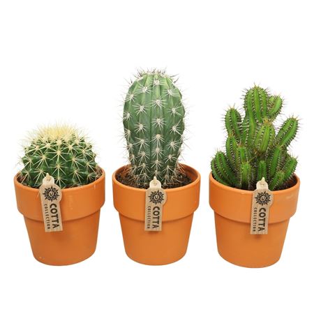 Cactus Mix Terracotta.