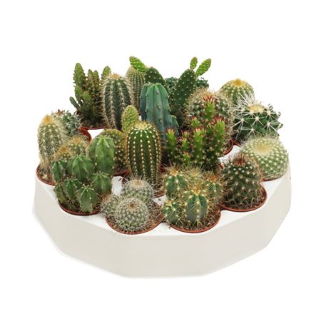 Cactus Mix