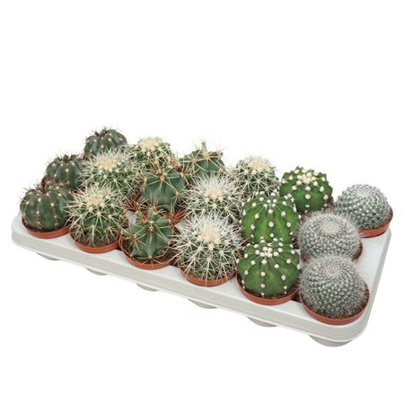 Bolcactus Mix