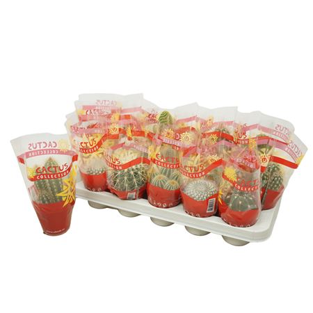 Cactus Mix In Sleeve.