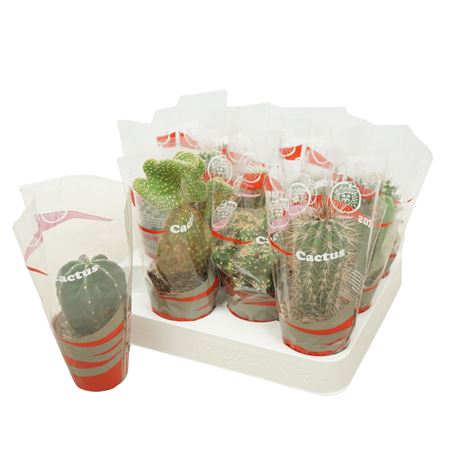 Cactus Mix In Sleeve.
