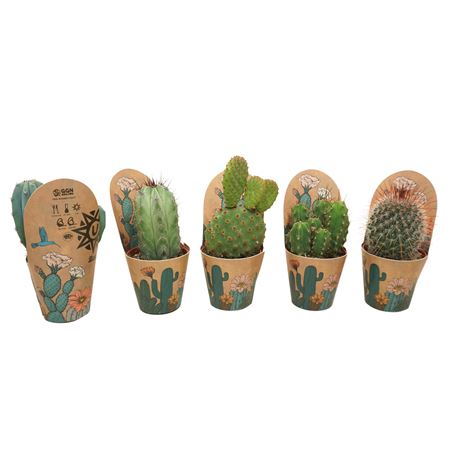 Cactus Mix Potcover