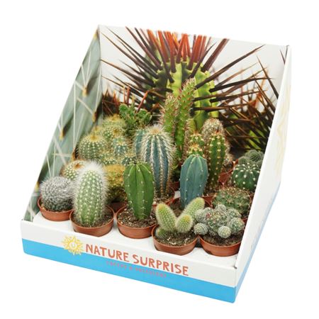 Cactus Mix Showbox