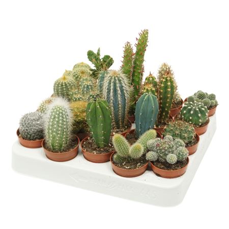 Cactus Mix