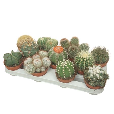 Bolcactus Mix