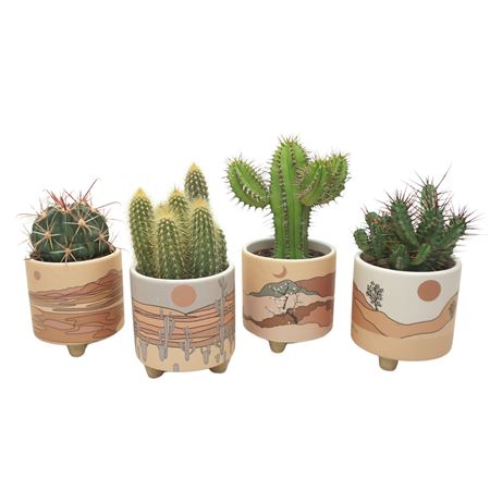 Cactus Mix  Palm Mar