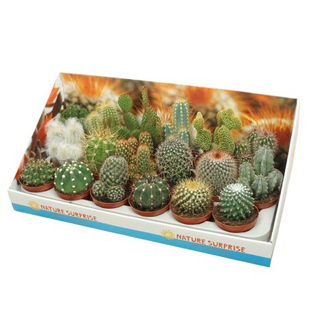 Cactus Mix Showbox
