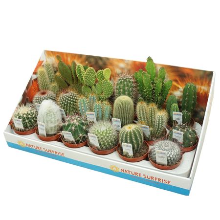 Cactus Mix Presentation Box