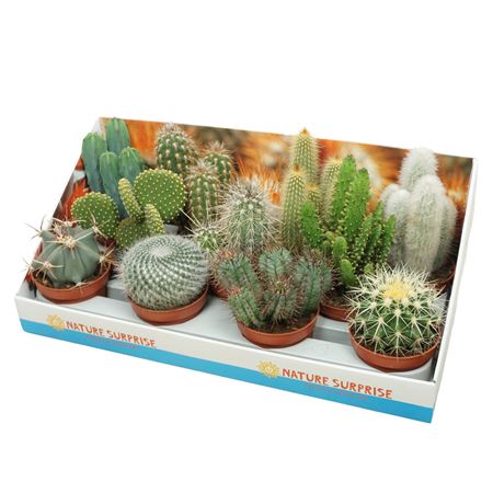 Cactus Mix Showbox